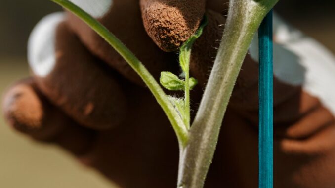 DappRadar's RADAR cross-chain staking is live