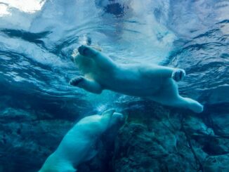 Market Wrap: Solana Plunge Highlights Major Cryptos’ Day in the Red