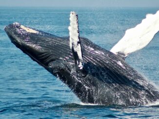 Large Bitcoin Holders Accumulate $1.5B Worth of BTC as Price Wavers