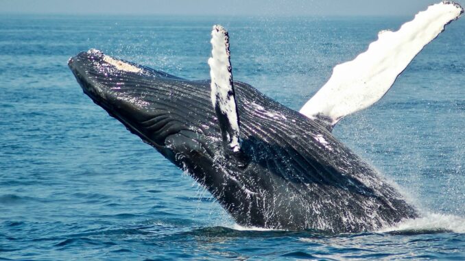 Large Bitcoin Holders Accumulate $1.5B Worth of BTC as Price Wavers