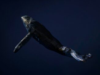 Dormant Whale Sells $80,000 BTC, But Bitcoin Bulls Still In Control