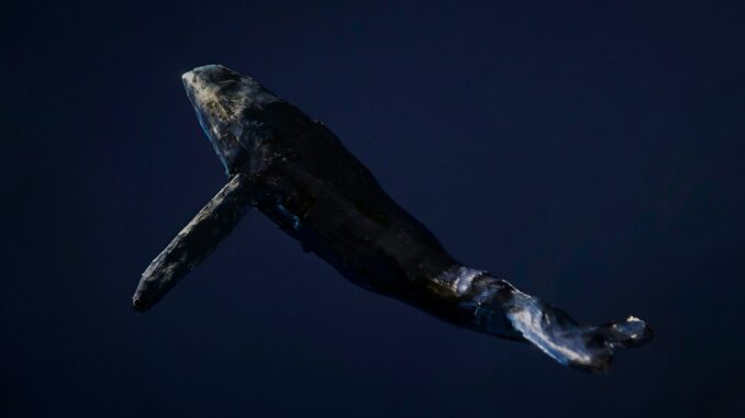 Dormant Whale Sells $80,000 BTC, But Bitcoin Bulls Still In Control
