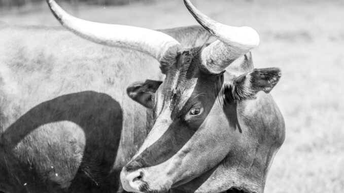 Analyst Says The Bull Run Isn’t Over