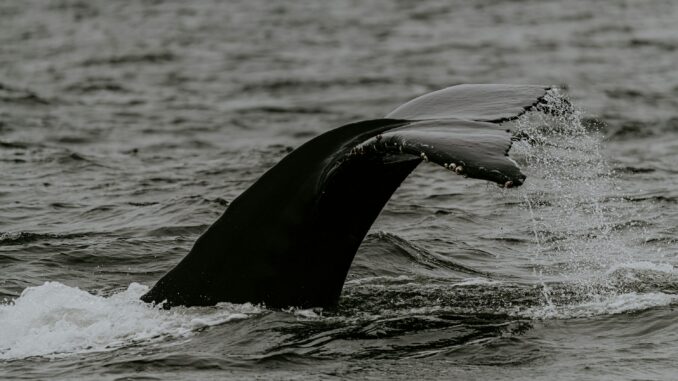 Bitcoin Whales Could Drive Prices Down Further, Experts Warn