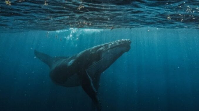 Hyperliquid sees largest single liquidation order at $21.4M in BTC-USD