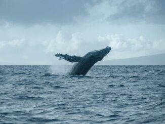 New whale wallet deposits $7M into Hyperliquid for $BTC, $XRP short positions