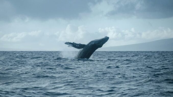 New whale wallet deposits $7M into Hyperliquid for $BTC, $XRP short positions