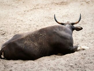 Bitcoin Bulls Loading Up As Whales And Sharks Buy The Dip