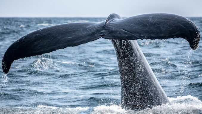 The Bitcoin Whale Comeback Story May Be Overblown, Onchain Data Shows