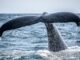 The Bitcoin Whale Comeback Story May Be Overblown, Onchain Data Shows