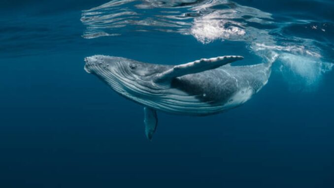 Bitcoin Whale-Retail Delta Drops To ETF-Era Lows As Smart Money Turns Cautious