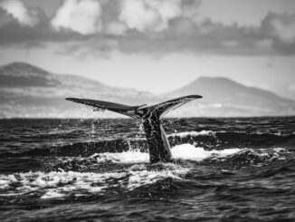 Mysterious Bitcoin Whale Transfers $40B After Years Of Silence